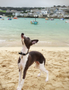 Hound of love | Cornwall, Padstein and Cyril