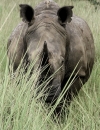 Around the horn | On rhino safari in Uganda