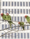 Why I love the feral parakeets of London