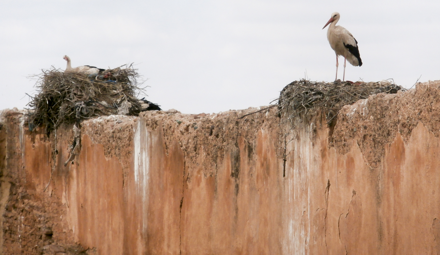 Storks roosting at El Badii Palace where the MMPVA is currently "camping"